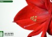 hippeastrum Red Rival (2)